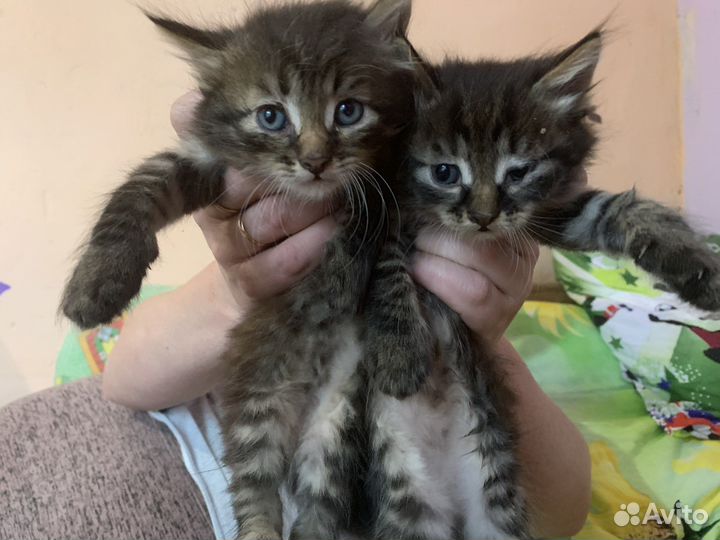 Котята в добрые ручки
