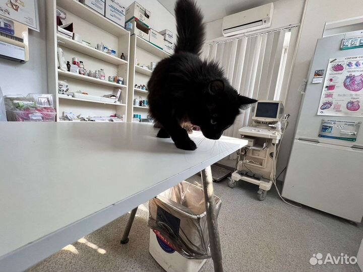 Чёрный пушистик в добрые руки