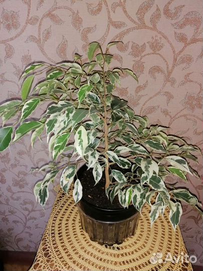 Фикус бенджамина и каучуконосный