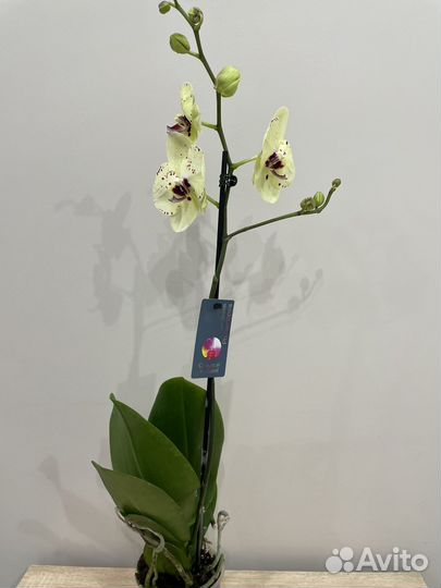 Орхидея фаленопсис 1650. Доставка бесплатно