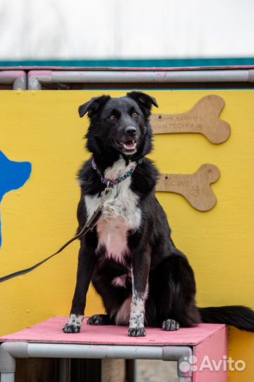 Долли собака