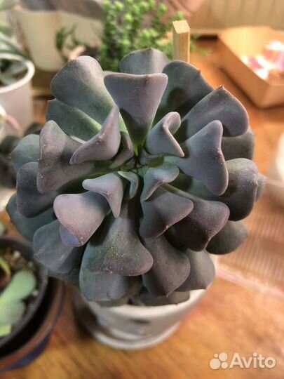 Суккуленты эчеверии листочки