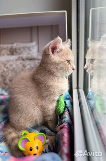 Персиковый котенок мальчик