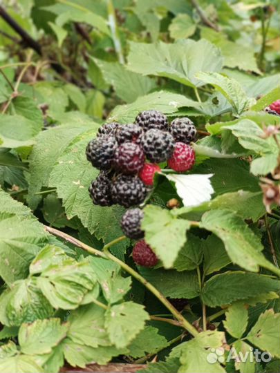 Черная малина - ежемалина