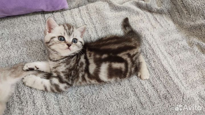 Британские котята
