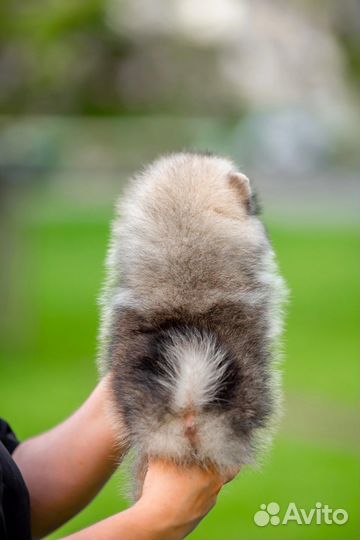 Шпиц девочка мини