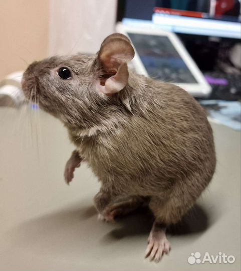 Дегу чилийская белка девочка