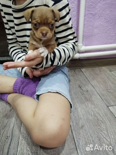 Щенки чихуахуа