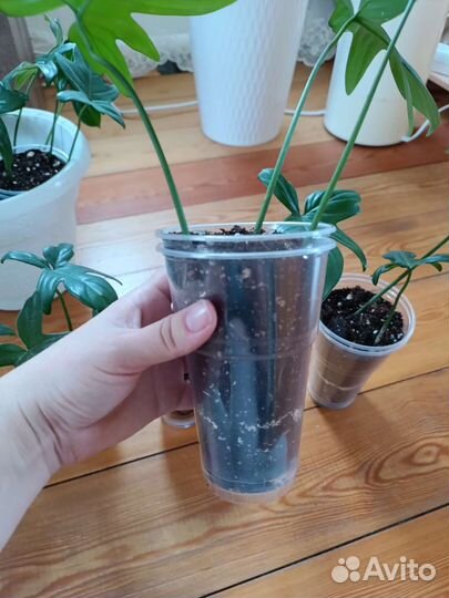 Филодендрон magic mask