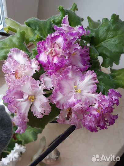 Фиалки.Мини и стандарт