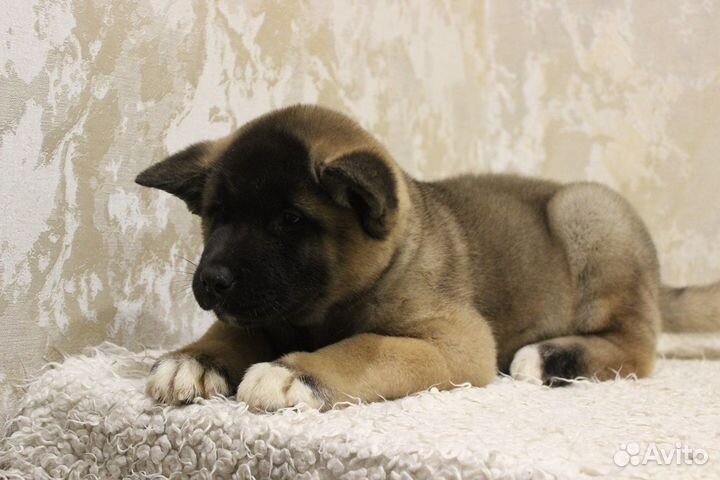 Американская акита.Красивые щенки