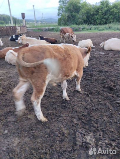 Бычки телки