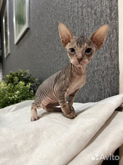 Донской сфинкс котята