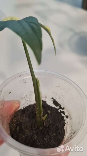 Сингониум imperial yellow