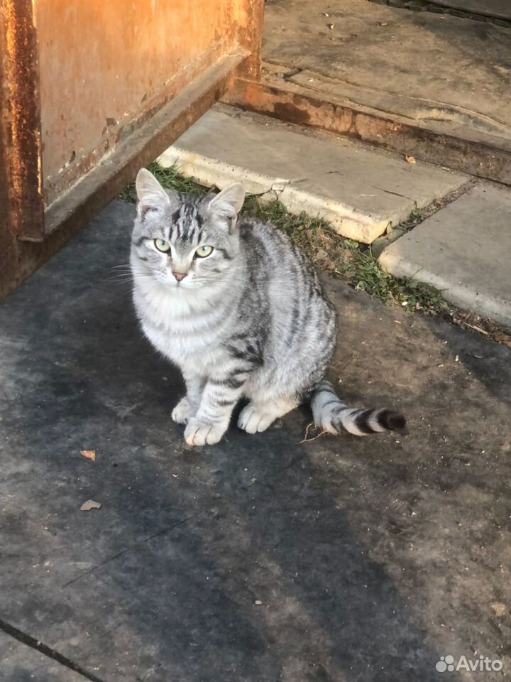 Котенок в добрые руки, шотландец