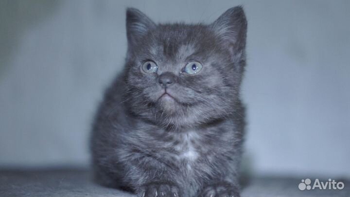 Британский котёнок