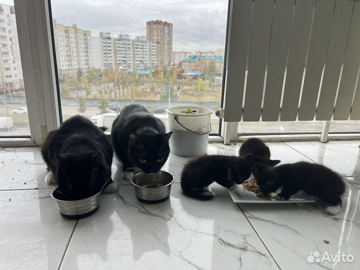 Красивые котята