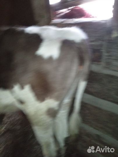 Телки на мясо