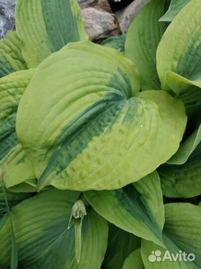 Хоста Goodness Gracious