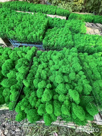 Стабилизированный ягель от производителя, Зелёное