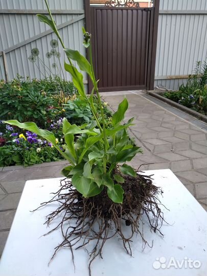 Хоста, гейхера фиолетовая, лилейник