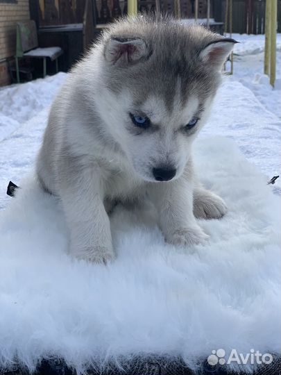 Сибирский хаски вязка