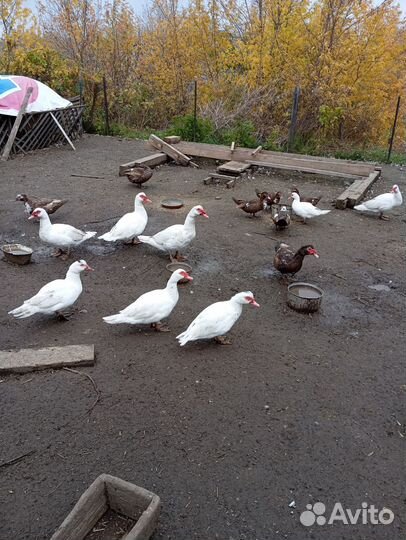 Мускусные утки
