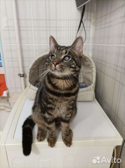 Отдадим в добрые руки котенка-Оскара