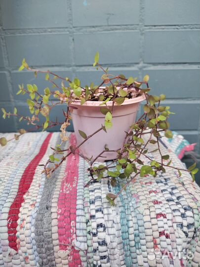 Коллизия голд