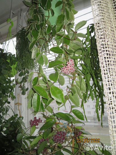 Хойи: Обовата-сплеш, Минибелла, Krimson Princess