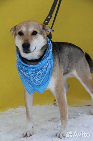 Ласковая молодая Кетрин просится домой,спасите ее