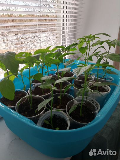 Рассада помидор и перцев