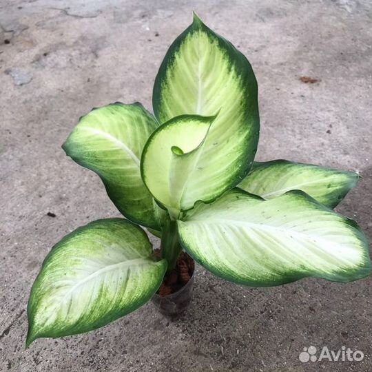 Диффенбахии сортовые блайт визард, Чита и др