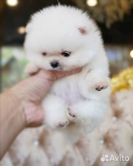 Минимишки Померанцы