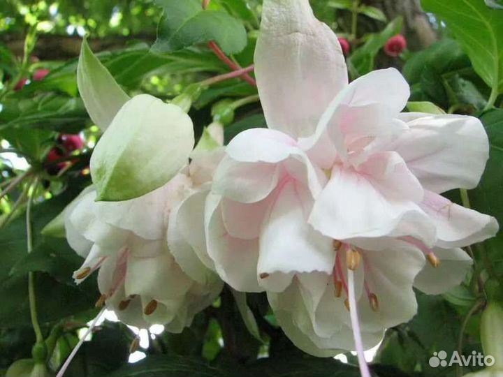 Гвоздика ампельная фуксия комнатные цветы,растения