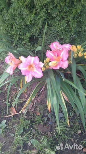 Лилейники многолетние