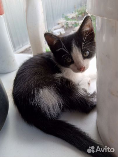 Супер котята в добрые руки