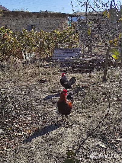 Петухи домашние