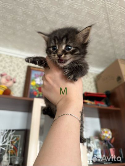 Котята ищут дом