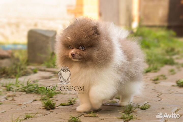 Померанский шпиц