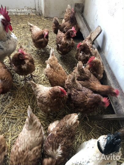 Куры несушки