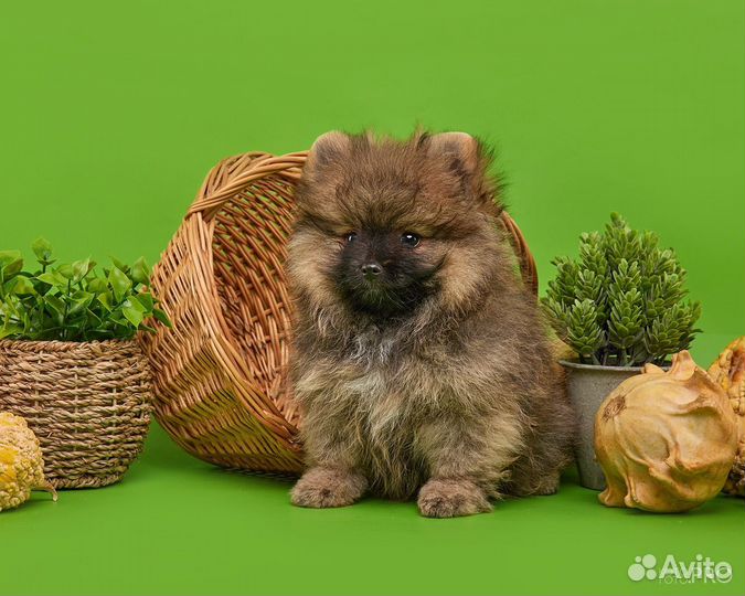 Щенки шпица