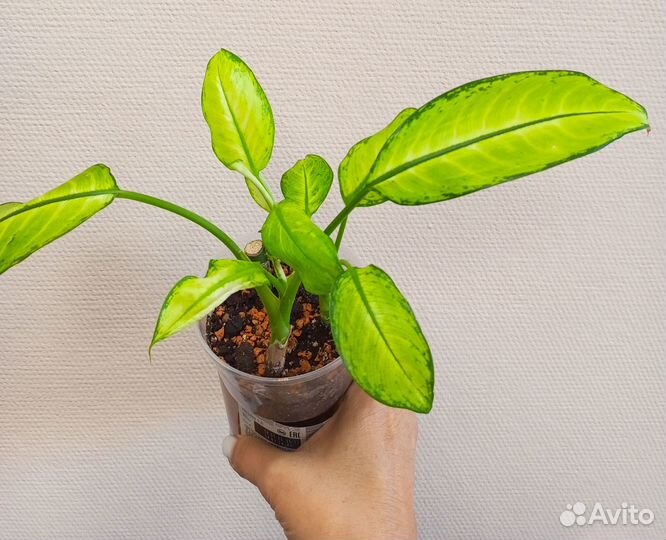 Диффенбахия набор из 3 штук