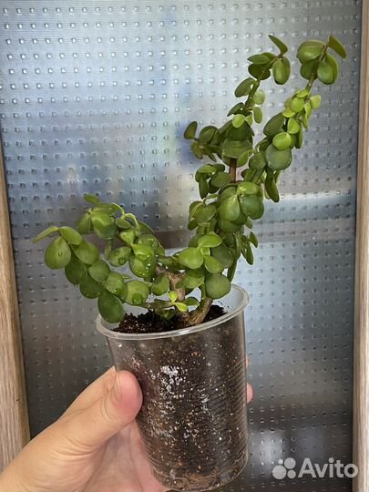 Портулакария афра