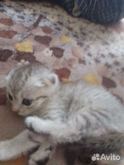 Кошки