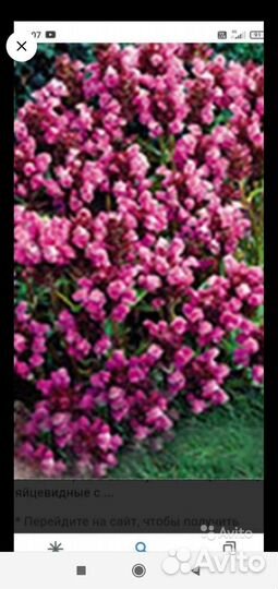 Ирис германский бородатый. и другие садовые