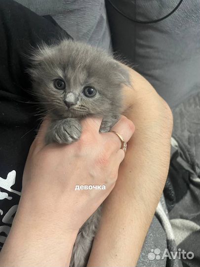 Шотландские котята