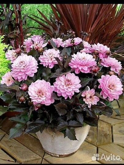 Георгины патио, рассада