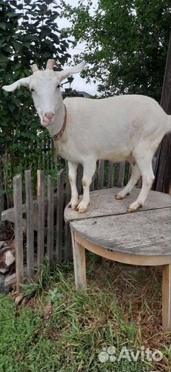 Коза дойная