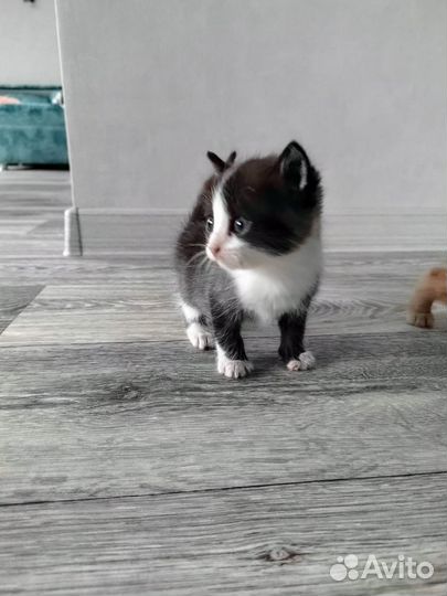 Кошки бесплатно